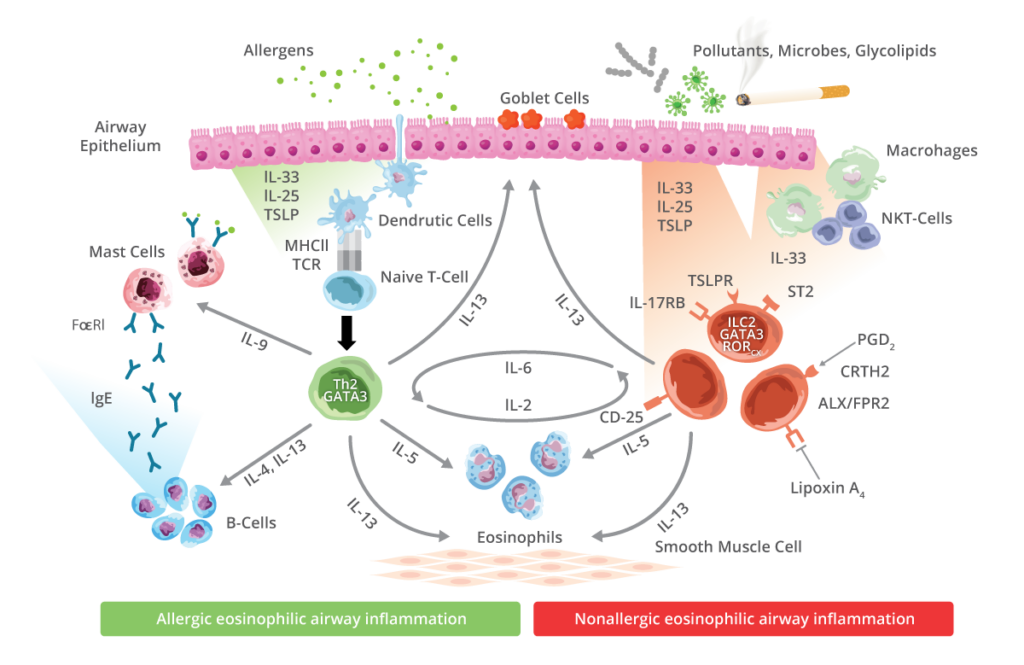 Type 2 Inflammatory Disease - Lanier Biotherapeutics